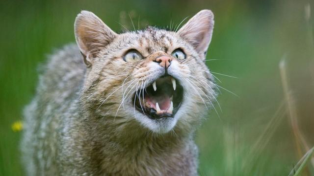 Naturschutz: Wildkatzen sollen in Niedersachsen wieder heimisch werden