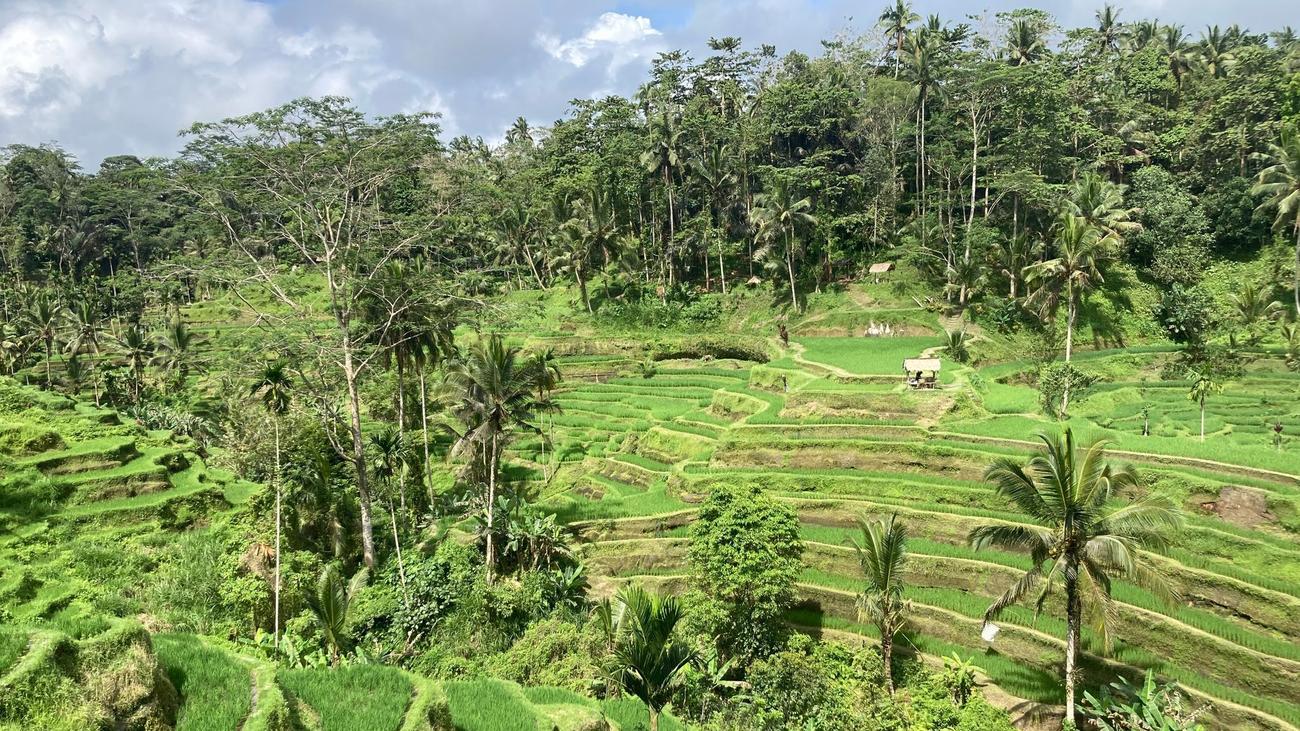 Asia: Kecemasan di Bali: Indonesia menaikkan pajak hiburan