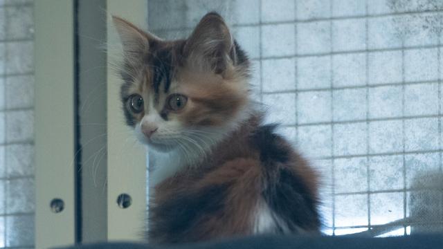 Corona-Effekt: Zu viele Katzen: Tierheime in Sachsen-Anhalt am Limit
