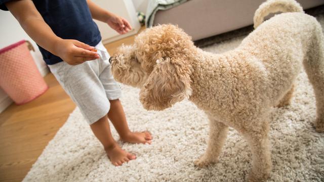 Forschung: Studie: Hunde machen Kinder fitter