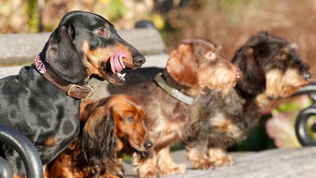 Studie: Kleine Hunde mit länglicher Schnauze leben am längsten