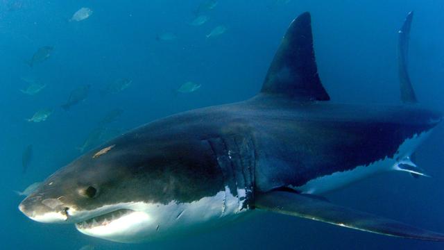 Raubfische: Forscher zählen mehr Haiangriffe als im Vorjahr