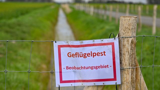 Tiere: Geflügelpest in Dänemark hat Auswirkungen auf Deutschland
