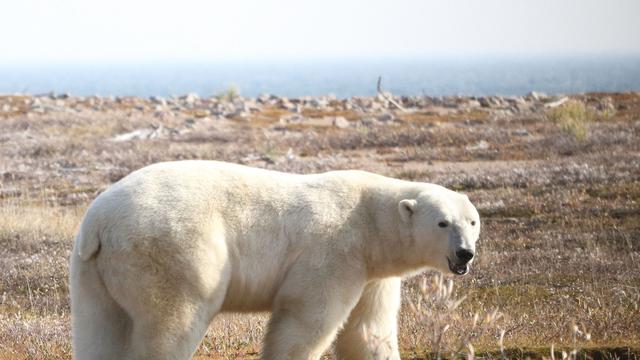 Tiere: So bedroht die Klimakrise Eisbären 
