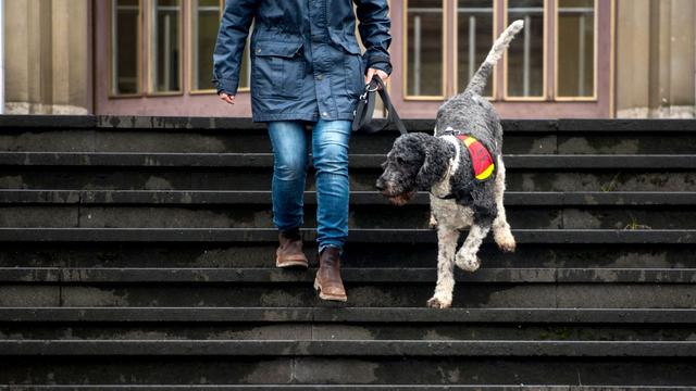 Kommunen: Rostock will assistenzhundfreundlich werden