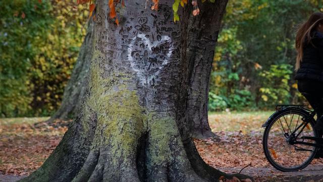 "Robin Wood": Gegen Rodung: Aktivisten besetzen Baum auf Uni-Campus