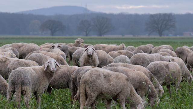 Statistik: Mehr Schafe in NRW gezählt