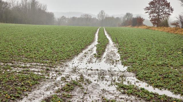 Wetter: Dauerregen schafft Probleme für Bauern