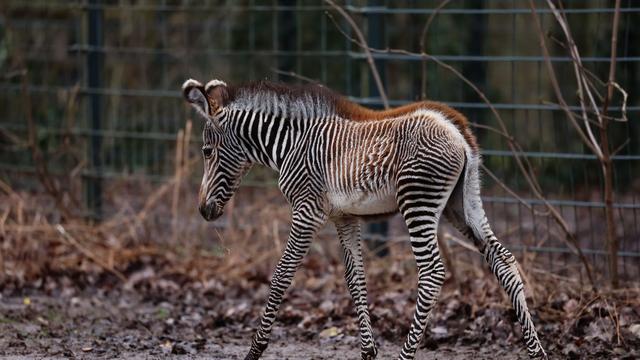 Tiere: Seltenes Zebra-Fohlen im Nürnberger Tiergarten geboren