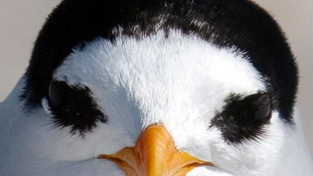 Tiere: 18 Küken: Rekord-Brutsaison für seltensten Vogel Neuseelands