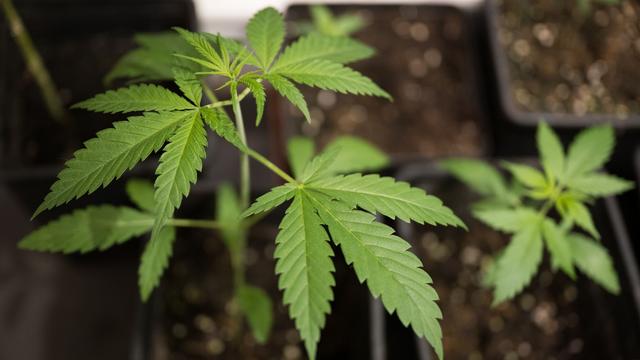 Gesundheit: SPD-Ausschussvorsitzender will gegen Cannabis-Gesetz stimmen
