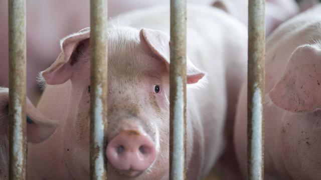 Tiere: Wieder mehr Schweine in Bayerns Ställen