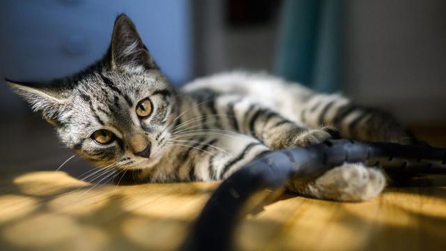 Tiere: 48 Katzen aus Massentierzucht in Berliner Wohnung gerettet