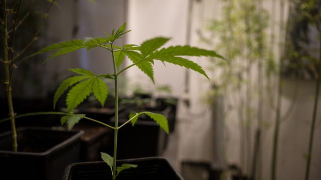 Justiz: Richter warnen vor Überlastung bei Cannabis-Legalisierung