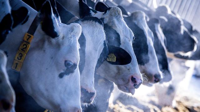 Agrar: Ein Drittel der Rinder in Sachsen-Anhalt sind Milchkühe