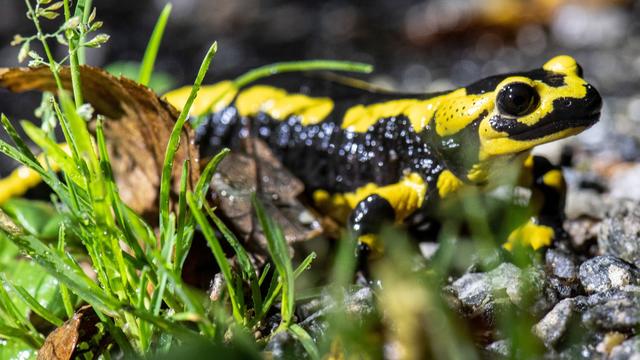 Tiere: Hautpilz-Erreger bedroht Feuersalamander in Hessen