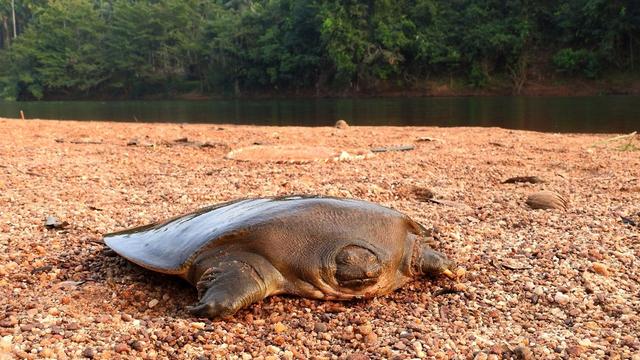 Tiere: Extrem seltene Schildkröte in Indien entdeckt