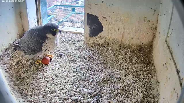 Tiere: Erstes Ei bei den Wanderfalken auf der Kaiserburg