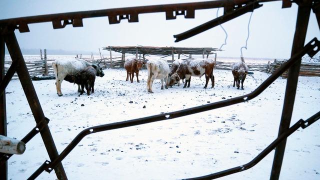 Asien: Extremwinter in Mongolei: Mehr als 1,5 Millionen Tiere tot