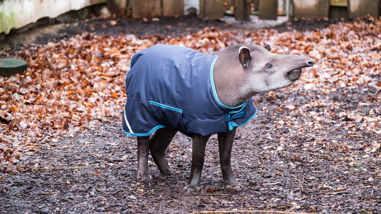 Tiere: Flachlandtapir 