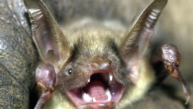 Tiere: Windräder und Sanierungen erschweren Fledermäusen das Leben