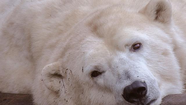 Berliner Tierpark: Angebliche Bedrohung von Eisbärin war Aktion für Klimaschutz