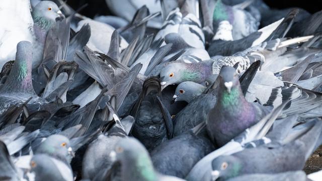 Tiere: Taubencontainer soll Ausbreitung der Vögel bremsen