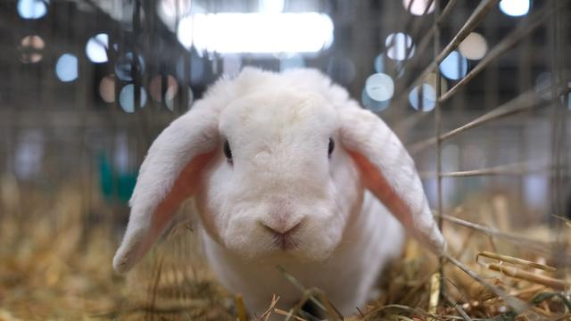 Tiere: Kaninchen aus Feuer gerettet