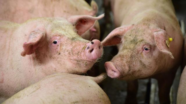 Tierhaltung: Zahl der Schweine in Sachsen-Anhalt fast auf Vorjahresniveau