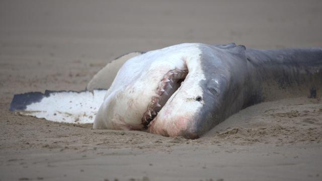 Tierwelt: «Bahnbrechende Einblicke»: Einzelner Orca tötet Weißen Hai