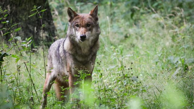 Tiere: Analysen zum Nachweis von Wölfen: Kosten bei rund 191.000