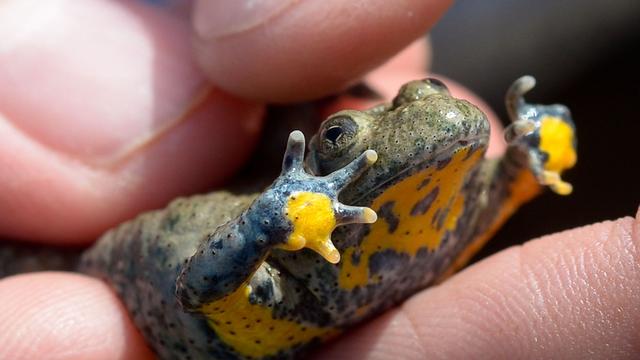 Umwelt: Experten tagen zu Amphibien- und Reptilienschutz