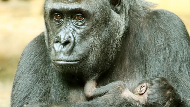 Tiere: Gorillababy im Berliner Zoo geboren