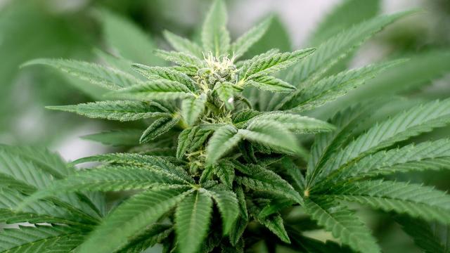 Gesundheit: Ministerin Drese will Nachbesserungen am Cannabis-Gesetz
