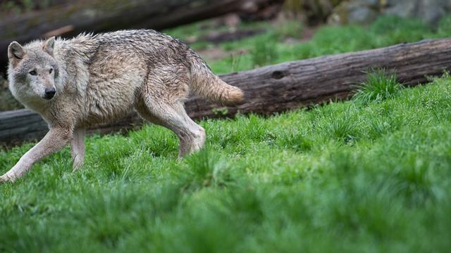 Tiere: Westerwald bekommt Anlaufstelle: Fragen zum Wolfsmanagement