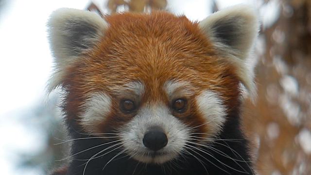 Kriminalität: Panda im Gepäck: Tiere am Flughafen Bangkok konfisziert