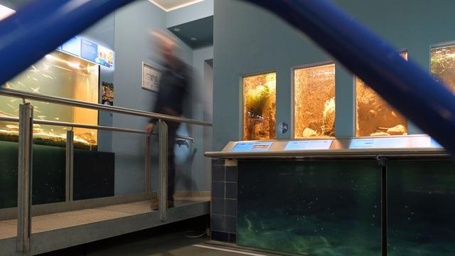 Potsdam: Tiere am Wasser: Naturkundemuseum mit neuem Bereich