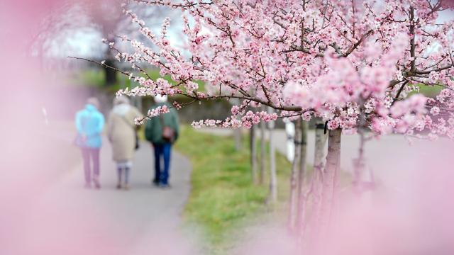 Tourismus: Überregional beliebtes Mandelblütenfest lockt