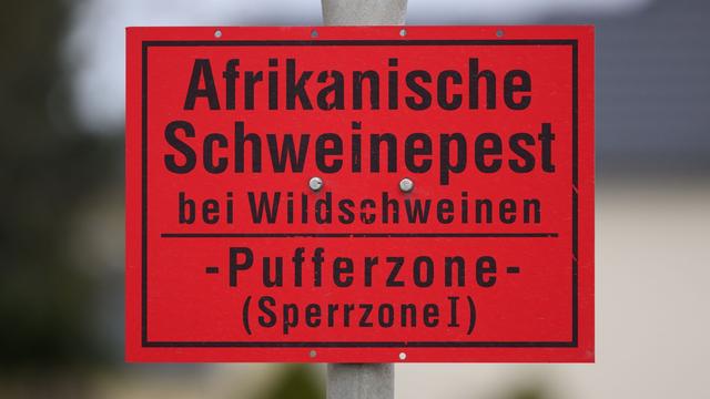 Krankheit: Afrikanische Schweinepest in Sachsen auf dem Rückzug