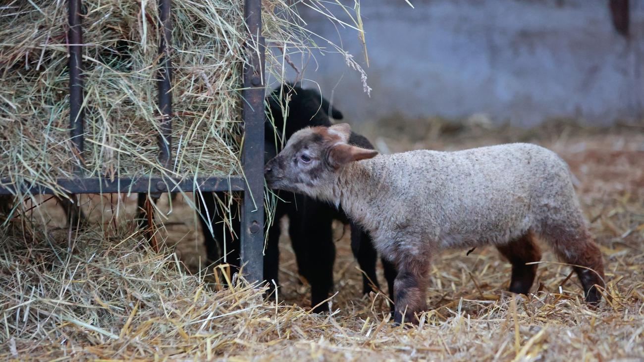 Animaux : Plus de moutons en Saxe-Anhalt