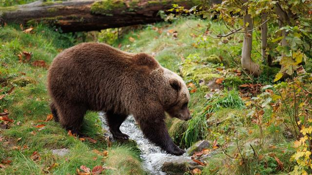 Tiere: Mildes Wetter: Bären in Pyrenäen verzichten auf Winterruhe