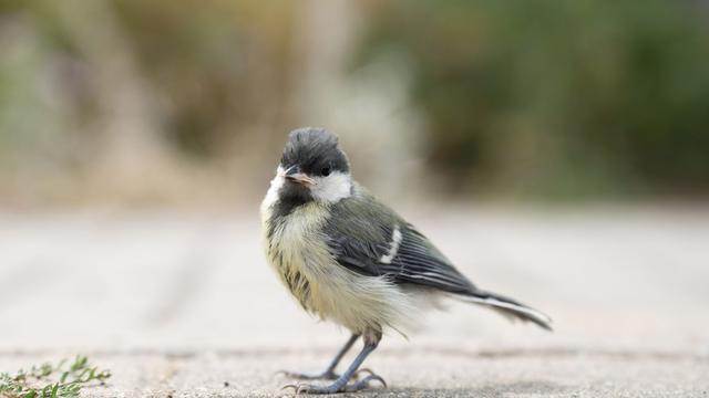 Tiere: Tödliches Hindernis für Vögel an Behörde entschärft