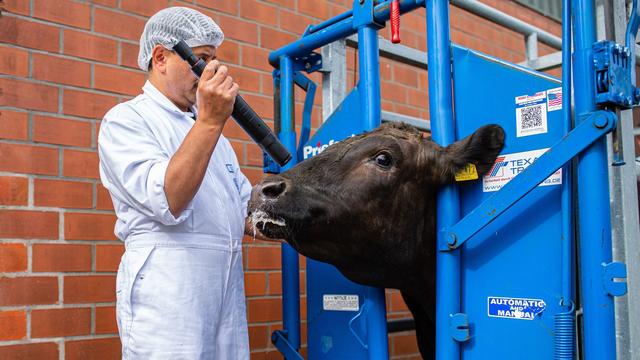 Agrar: Weniger Rinder in NRW geschlachtet