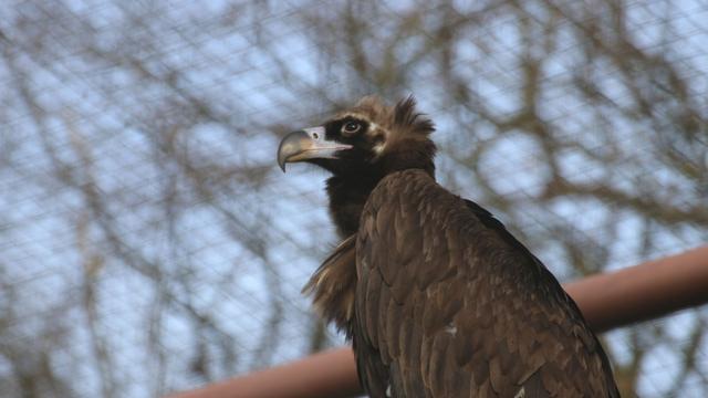 Tiere: Neue Bewohner in niedersächsische Zoos eingezogen