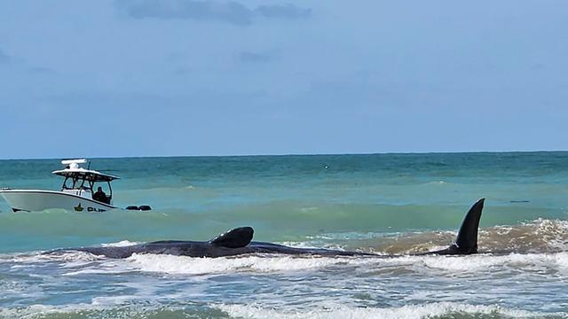 Meerestiere: Rund 20 Meter langer Pottwal vor Floridas Küste gestrandet