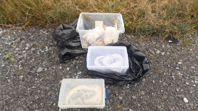 Tiere: 27 tote Schlangen an Straßenrand in Wales entdeckt
