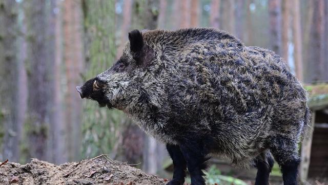 Kommunen: Wildschweine in Stralsund gesichtet