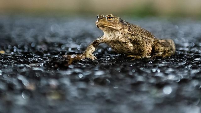 Naturschutz: Amphibien auf dem Weg zu Gewässern: Appell an Autofahrer