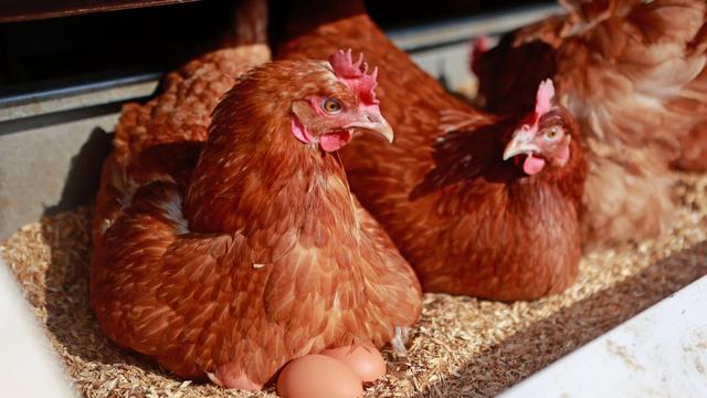 Agrar: Hennen in NRW legen 1,45 Milliarden Eier
