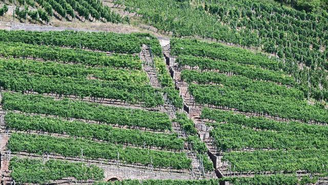 Agrar: Weinbranche fordert mehr Einsatz für Steillagen